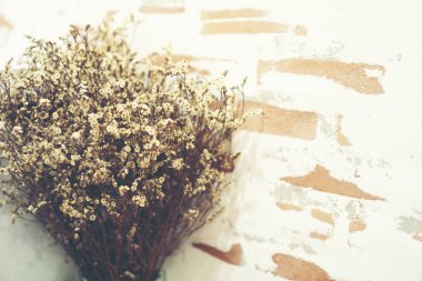 kahve kafede küçük bitki.