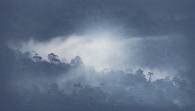 tropikal orman, Khao Yai Milli Parkı, Tayland görünümünü