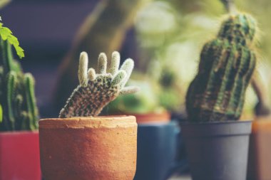 kahve kafede küçük bitki.