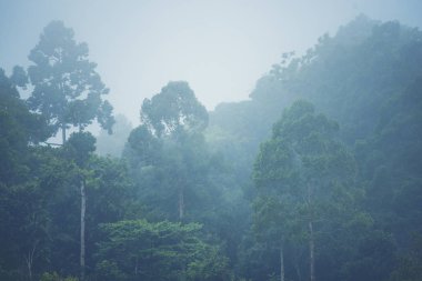 Evergreen co ile düşük yalancı bulutta ormanlık dağ yamacı