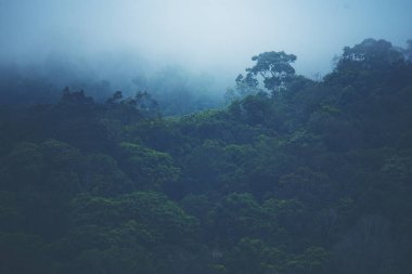 Ormanlı dağ yamacında alçak yerde bulut var. Her zaman yeşil olan kozalaklı ağaçlar manzaralı bir yerde gizleniyor.