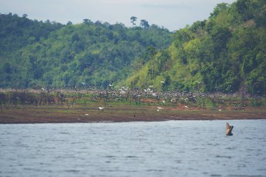Su Gölü, tropikal doğal alan parçası