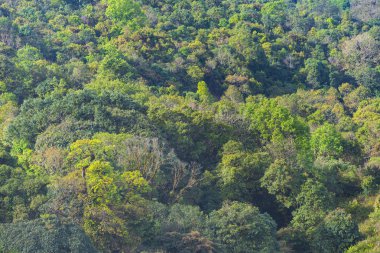 Orman ağaçları. doğa yeşil ahşap arka planlar