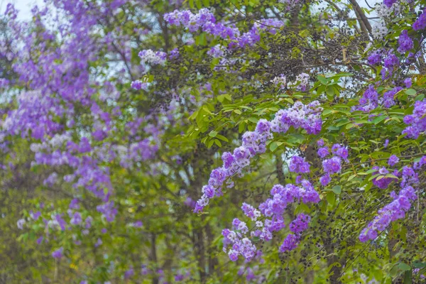 Πολύχρωμο Λουλούδι Στο Τροπικό Δέντρο Στην Ταϊλάνδη Φυσικό Τοπίο Στην — Φωτογραφία Αρχείου