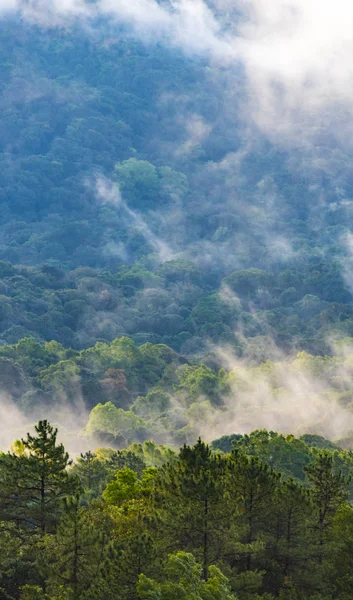 Floresta Natural Árvores Tropicais Raios Sol Através Nevoeiro Criar Atmosfera — Fotografia de Stock