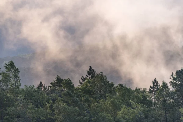 Yapraklarla çerçevelenmiş taze yeşil yaprak ağaçlarından oluşan manzaralı bir orman. Güneş, sıcak ışınlarını yeşilliklere saçıyor.