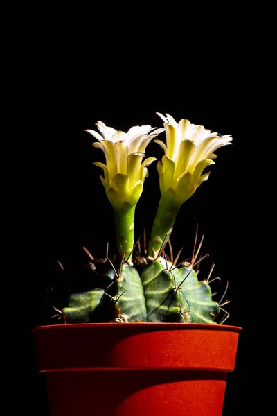 Kaktusblume Blüht Isoliert Auf Schwarzem Hintergrund — Stockfoto