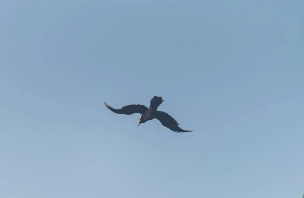 Mooie Oosterse Bonte Neushoornvogel Anthracoceros Albirostris Gratis Vliegen Onder Blauwe — Stockfoto