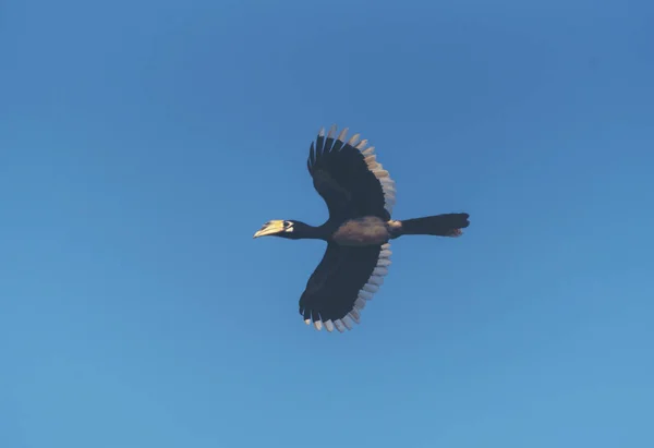 Vackra Orientaliska Svartvit Hornbill Anthracoceros Albirostris Gratis Flyger Blå Himmel — Stockfoto