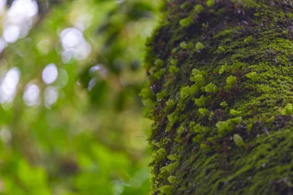 Árboles Forestales Naturaleza Fondos Madera Verde — Foto de Stock