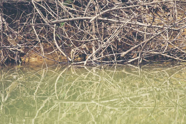 Belle scène de forêt tropicale — Photo