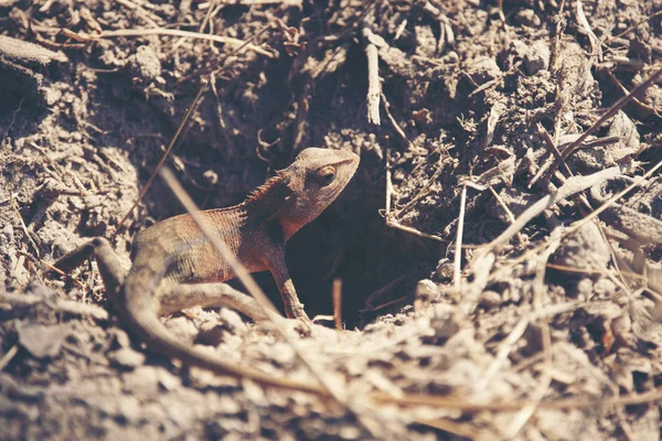 Red Headed Lizard Ground — Stock Photo, Image