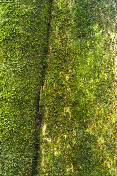 Hermosa Esencia Bosque Tropical — Foto de Stock