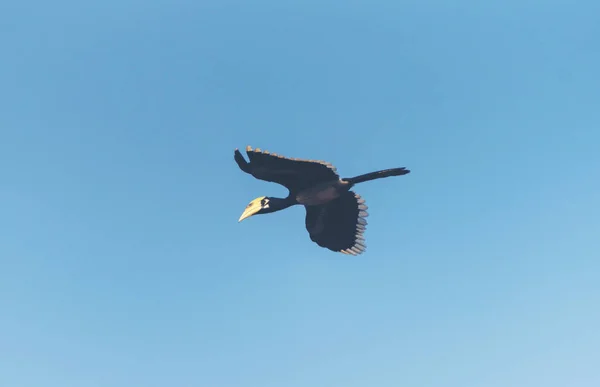 Krásná Orientální Pied Hornbill Anthracoceros Albirostris Volného Létání Pod Modrou — Stock fotografie