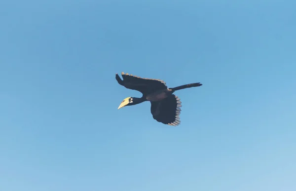 Beau Calmar Pattes Orientales Anthracoceros Albirostris Volant Librement Sous Ciel — Photo