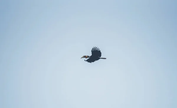 Zniszczony Hornbill Rhyticeros Undulatus Rogacz Lecący Błękitnym Niebie — Zdjęcie stockowe