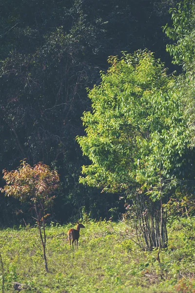 Лающий Олень Тропическом Лесу — стоковое фото