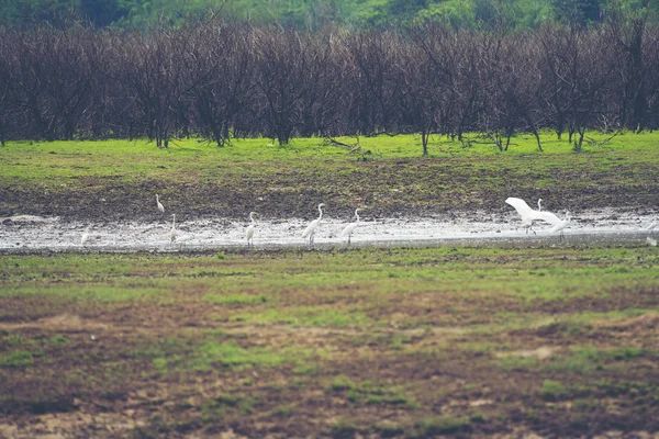 Teil Des Wassersees Tropisches Natürliches Feld — Stockfoto