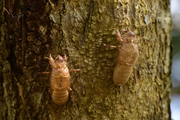 Hermosa Escena Naturaleza Macro Cicada Muda Mostrando Los Ojos Detalles —  Fotos de Stock