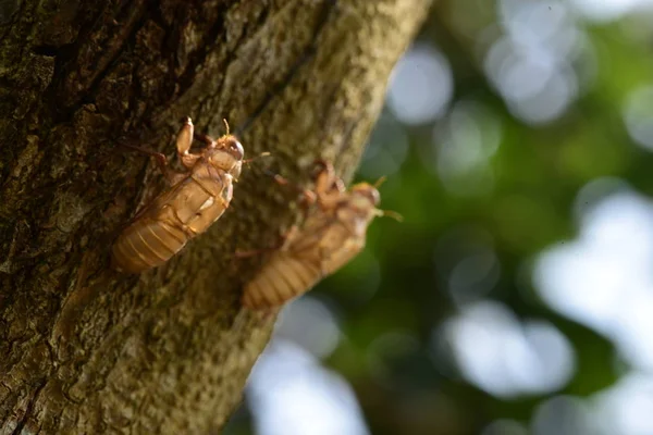 Hermosa Escena Naturaleza Macro Cicada Muda Mostrando Los Ojos Detalles —  Fotos de Stock