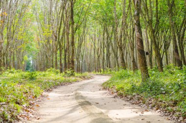 Tropikal orman, doğa yolu.