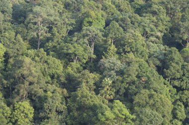 Dağlardaki yeşil orman