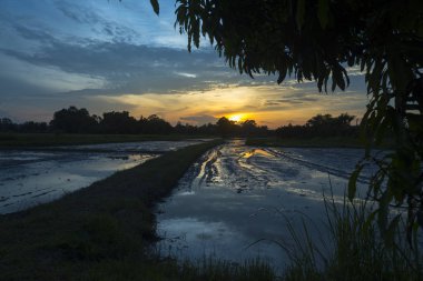 Tayland paddy alan gün batımı ile