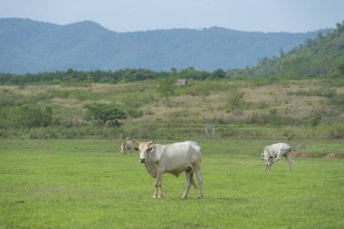 sığır çiftliği, under inek Tayland