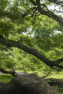 çok büyük ağaç Tayland