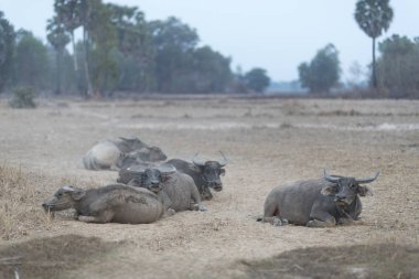 su bufalosu paddy alanında gün batımı ile