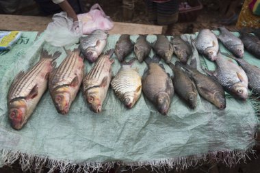 Tezgahları Laos balık satan