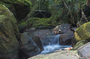 view of waterfall in tropical rain forest
