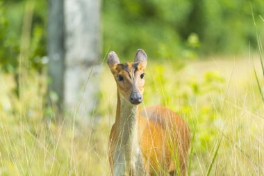 Muntiacus muntjak veya fea'nın geyik veya sözde fea'nın munçağı çiçekler içinde geçmiş, Khao Yai Milli Parkı ile kabuk