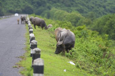 Grup Buffalo doğal alanında, Tayland