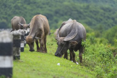 Grup Buffalo doğal alanında, Tayland