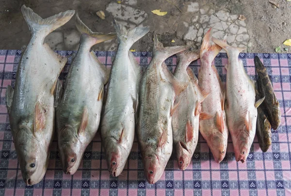 Frischer Fisch Auf Dem Markt — Stockfoto