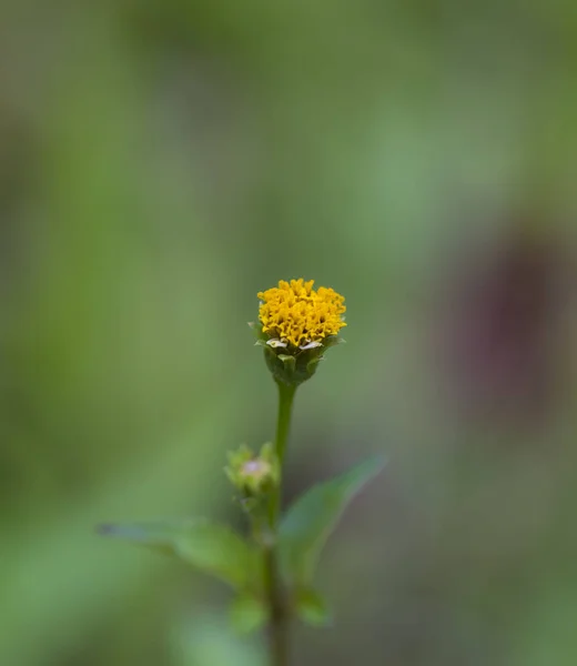 Les Plantes Tropicales Fleur — Photo