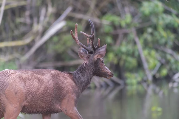 Sambar Hjort Skogen Nationalparken Khao Yai Thailand — Stockfoto