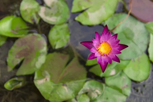 Fiore Loto Rosa Nello Stagno — Foto Stock