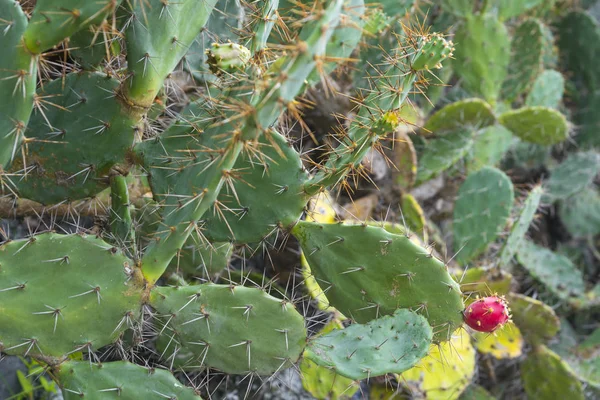 Kwiat Kaktusa Liść Kaktus — Zdjęcie stockowe