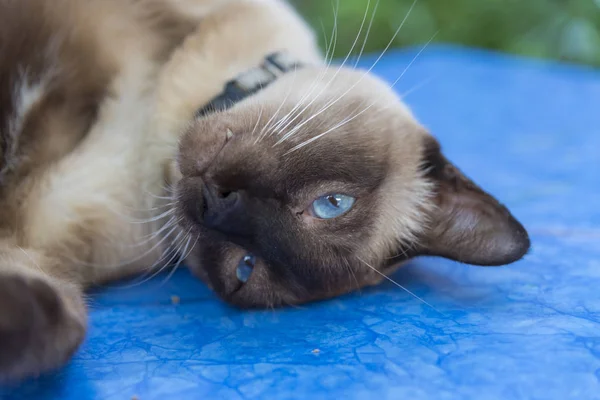 Adorable Blue Eyed Cat — Photo