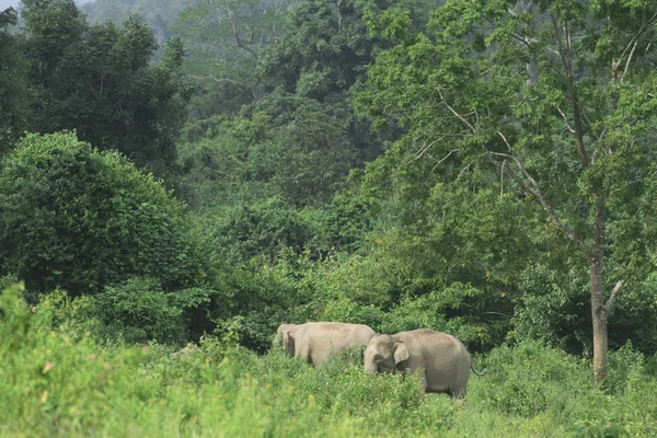 Selvatici Elefanti Asiatici Nella Foresta — Foto Stock