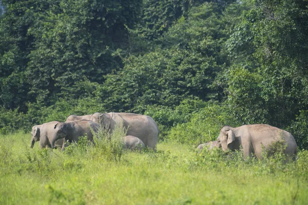 Branco Elefanti Nella Savana — Foto Stock