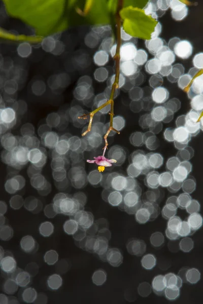 Floresta Tropical Flor Planta — Fotografia de Stock