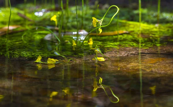 Tropische Waldblume — Stockfoto