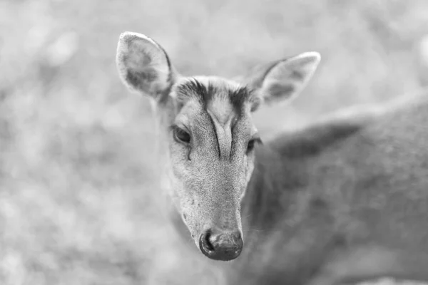 Barking Deer Nature Field Khao Yai National Park Thailand Black — Stock Photo, Image