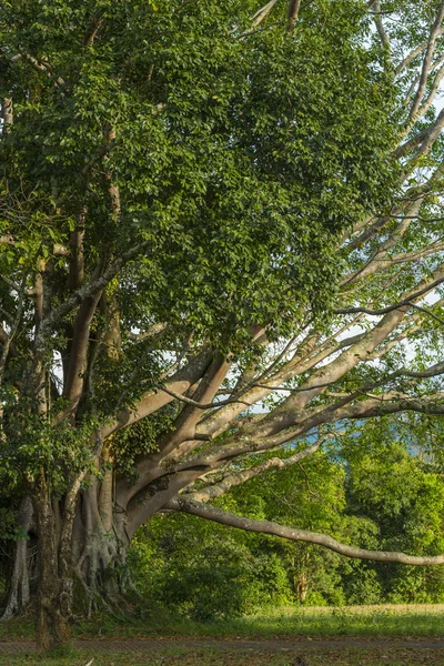 Floresta Tropical Chuva Fundo — Fotografia de Stock