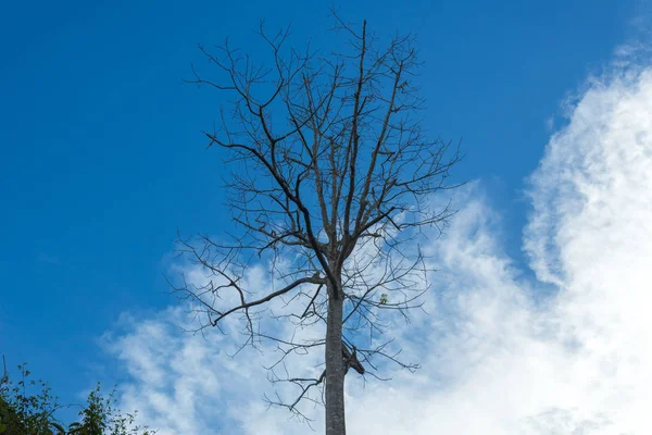 Toter Baum Gegen Blauen Himmel — Stockfoto