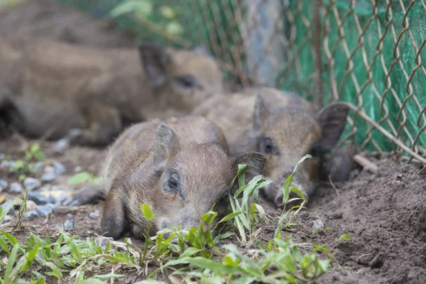 Wildschweinbaby Zoo — Stockfoto
