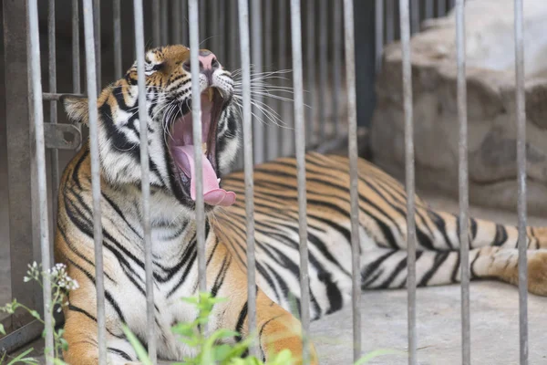 Tiger Cage — Stock Photo, Image